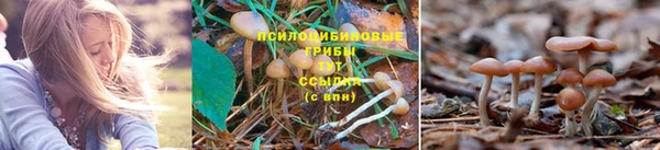 ГАЛЛЮЦИНОГЕННЫЕ ГРИБЫ Артём
